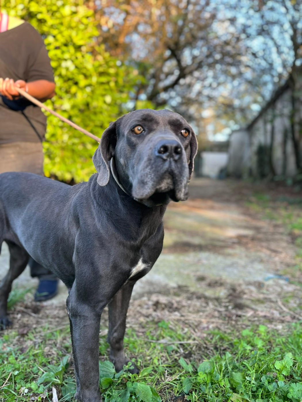 Heidi de west coast gladiators