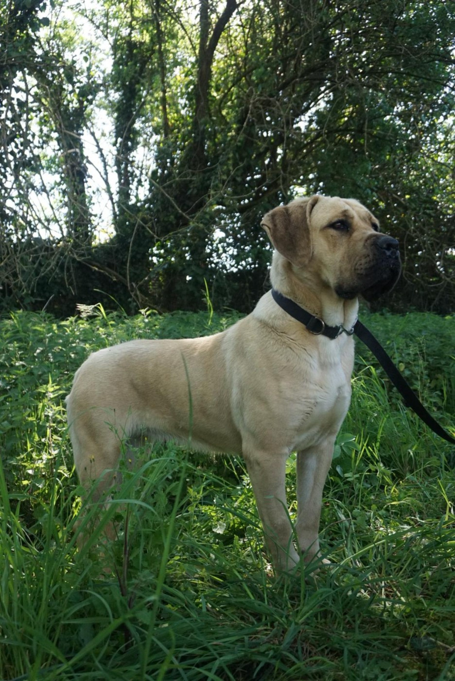 V'hera Des Seigneurs De Sparte