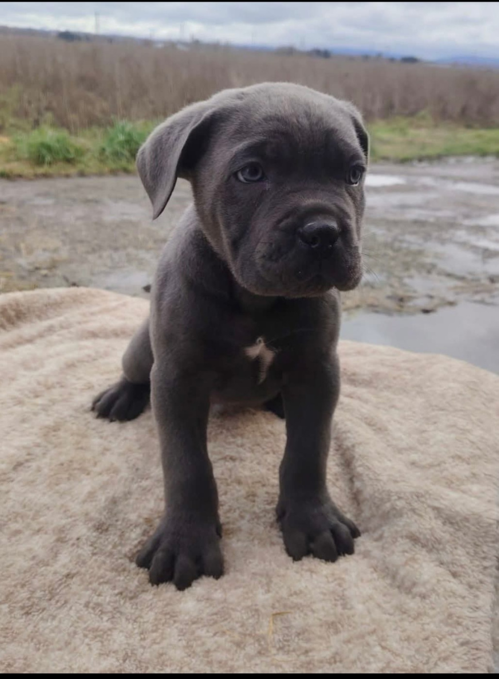 Protectores Of Dreams - Cane Corso - Portée née le 14/11/2025